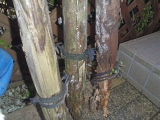 庭先の支柱（シロアリの被害あり）